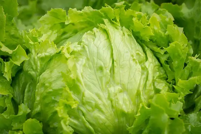 Taylor Farms Lettuce Recall: False Cyclospora Positive & Ongoing Investigation